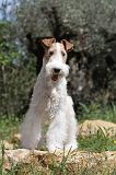 FOX TERRIER 216